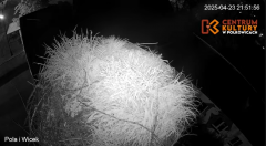 2025-04-23 22_21_24-Pola i Wicek - Bociany z Polkowic Live Stream - YouTube - Maxthon.png
