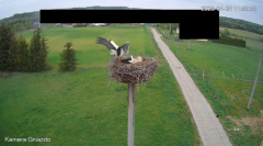 2025-04-24 20_37_31-Bociany Żabno - YouTube – Brave.png