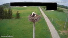 2025-04-24 20_38_35-Bociany Żabno - YouTube – Brave.png