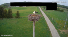 2025-04-24 20_41_09-Bociany Żabno - YouTube – Brave.png
