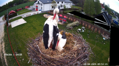 2025-04-24 20_48_06-GNIAZDO BOCIANIE PRZY OSP ŻELECHÓW - YouTube – Brave.png