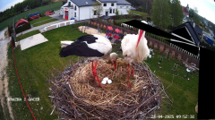 2025-04-24 20_48_25-GNIAZDO BOCIANIE PRZY OSP ŻELECHÓW - YouTube – Brave.png