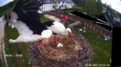 2025-04-24 20_48_50-GNIAZDO BOCIANIE PRZY OSP ŻELECHÓW - YouTube – Brave.png