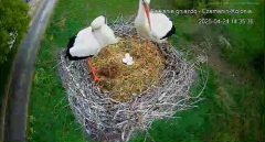 2025-04-24 21_20_29-20250424_211702.mp4 ‎- Starsza wersja aplikacji Zdjęcia.png
