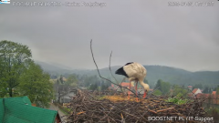 2025-04-24 23_18_45-Bocianie Gniazdo Podgórzyn - Kamera na żywo - Live 2025 - YouTube - Maxthon.png
