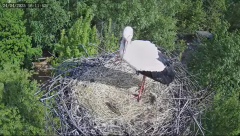 2025-04-24 22_57_50-Bociany Macieja - Bociany na żywo. Live stream from Stork nest 24h - YouTube - M.png