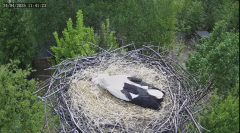 2025-04-24 23_43_43-Bociany Macieja - Bociany na żywo. Live stream from Stork nest 24h - YouTube - M.png