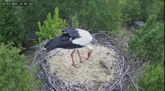 2025-04-24 23_44_16-Bociany Macieja - Bociany na żywo. Live stream from Stork nest 24h - YouTube - M.png