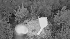 2025-04-24 23_44_58-Bociany Macieja - Bociany na żywo. Live stream from Stork nest 24h - YouTube - M.png