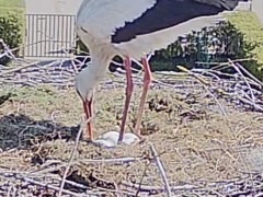 IMG_9221.jpeg