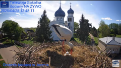 2025-04-25 15_14_49-Gniazdo Bocianie - Telewizja Sokółka [NA ŻYWO] _ IP Camera_ Stork's nest [LIVE] .png