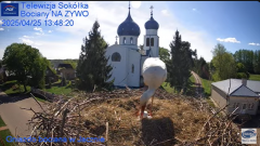 2025-04-25 15_14_58-Gniazdo Bocianie - Telewizja Sokółka [NA ŻYWO] _ IP Camera_ Stork's nest [LIVE] .png
