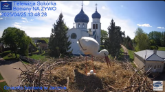 2025-04-25 15_15_06-Gniazdo Bocianie - Telewizja Sokółka [NA ŻYWO] _ IP Camera_ Stork's nest [LIVE] .png