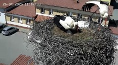 IMG_9566.jpeg