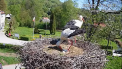 2025-04-27 14_01_06-Tyrawa Wołoska - gniazdo bocianie - YouTube - Maxthon.png