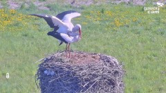 IMG_9835.jpeg