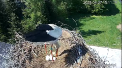 2025-04-27 15_31_40-Bociany Ustroń - transmisja na żywo - YouTube - Maxthon.png