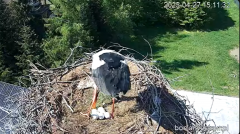 2025-04-27 15_31_54-Bociany Ustroń - transmisja na żywo - YouTube - Maxthon.png
