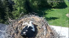 2025-04-27 15_32_38-Bociany Ustroń - transmisja na żywo - YouTube - Maxthon.png