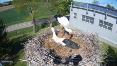 2025-04-27 15_23_54-#Gniazdo #Bocian #nażywo #nature #kamera #Zambrow #WhiteStork #nest #ptaki #pola.png