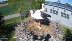 2025-04-27 15_25_46-#Gniazdo #Bocian #nażywo #nature #kamera #Zambrow #WhiteStork #nest #ptaki #pola.png