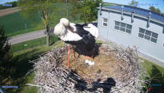 2025-04-27 15_25_52-#Gniazdo #Bocian #nażywo #nature #kamera #Zambrow #WhiteStork #nest #ptaki #pola.png