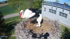 2025-04-27 15_25_57-#Gniazdo #Bocian #nażywo #nature #kamera #Zambrow #WhiteStork #nest #ptaki #pola.png