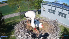 2025-04-27 15_26_22-#Gniazdo #Bocian #nażywo #nature #kamera #Zambrow #WhiteStork #nest #ptaki #pola.png
