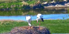 IMG_9870.jpeg