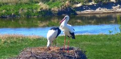 IMG_9871.jpeg