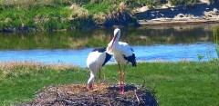 IMG_9872.jpeg