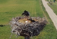 IMG_0015.jpeg