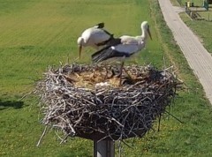 IMG_0018.jpeg