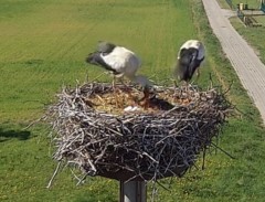 IMG_0020.jpeg