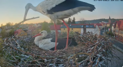 2025-04-27 21_28_34-Bociany Białe Polanów - gniazdo na żywo Sezon 2025 _ Pollnow White Stork - nest .png