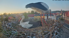 2025-04-27 21_28_56-Bociany Białe Polanów - gniazdo na żywo Sezon 2025 _ Pollnow White Stork - nest .png