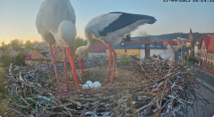 2025-04-27 21_29_20-Bociany Białe Polanów - gniazdo na żywo Sezon 2025 _ Pollnow White Stork - nest .png