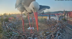 2025-04-27 21_29_25-Bociany Białe Polanów - gniazdo na żywo Sezon 2025 _ Pollnow White Stork - nest .png