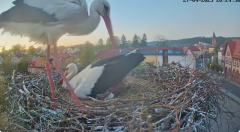 2025-04-27 21_29_38-Bociany Białe Polanów - gniazdo na żywo Sezon 2025 _ Pollnow White Stork - nest .png
