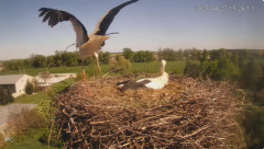2025-04-27 21_38_48-Bociany - Raszków - YouTube – Brave.png