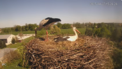 2025-04-27 21_39_01-Bociany - Raszków - YouTube – Brave.png
