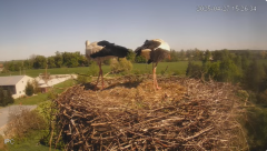 2025-04-27 21_39_09-Bociany - Raszków - YouTube – Brave.png