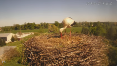 2025-04-27 21_41_01-Bociany - Raszków - YouTube – Brave.png