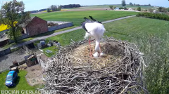 2025-04-29 20_43_03-Bocian Gierłachowo 2025 - YouTube - Maxthon.png