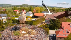 2025-04-29 20_55_43-Gniazdo bocianie _Kostek i Rika_ - Podkarpacie Kostarowce - YouTube - Maxthon.png