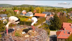 2025-04-29 20_56_56-Gniazdo bocianie _Kostek i Rika_ - Podkarpacie Kostarowce - YouTube - Maxthon.png