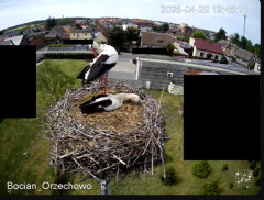 2025-04-29 21_31_11-Bocian Wojtek i jego rodzinka z Orzechowa - Żerkowsko-Czeszewski Park Krajobrazo.png