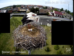2025-04-29 21_31_24-Bocian Wojtek i jego rodzinka z Orzechowa - Żerkowsko-Czeszewski Park Krajobrazo.png