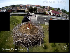 2025-04-29 21_31_39-Bocian Wojtek i jego rodzinka z Orzechowa - Żerkowsko-Czeszewski Park Krajobrazo.png