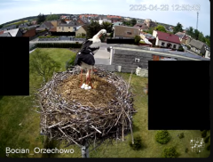 2025-04-29 21_31_45-Bocian Wojtek i jego rodzinka z Orzechowa - Żerkowsko-Czeszewski Park Krajobrazo.png